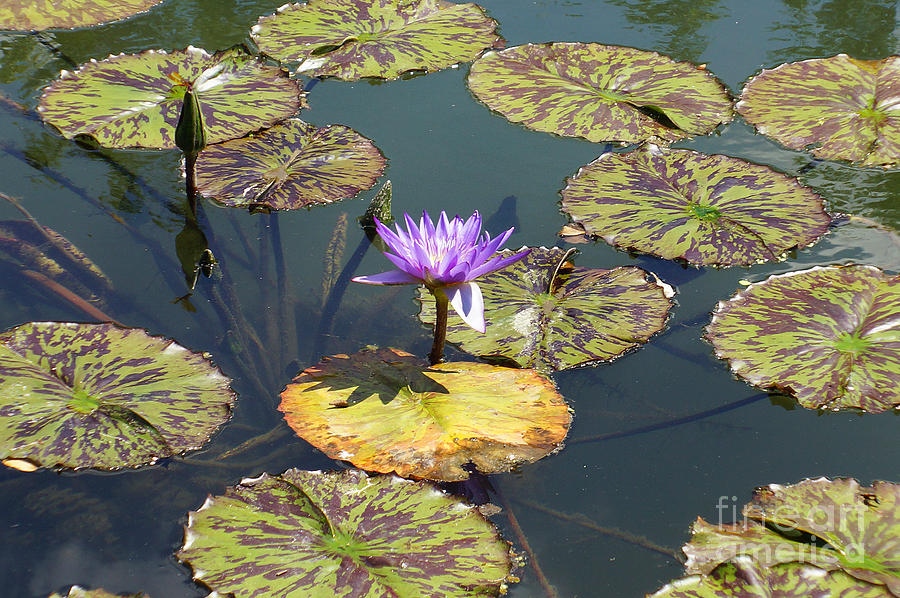Flower Photograph - The Purple Water Lily With Lily Pads - Two by J Jaiam