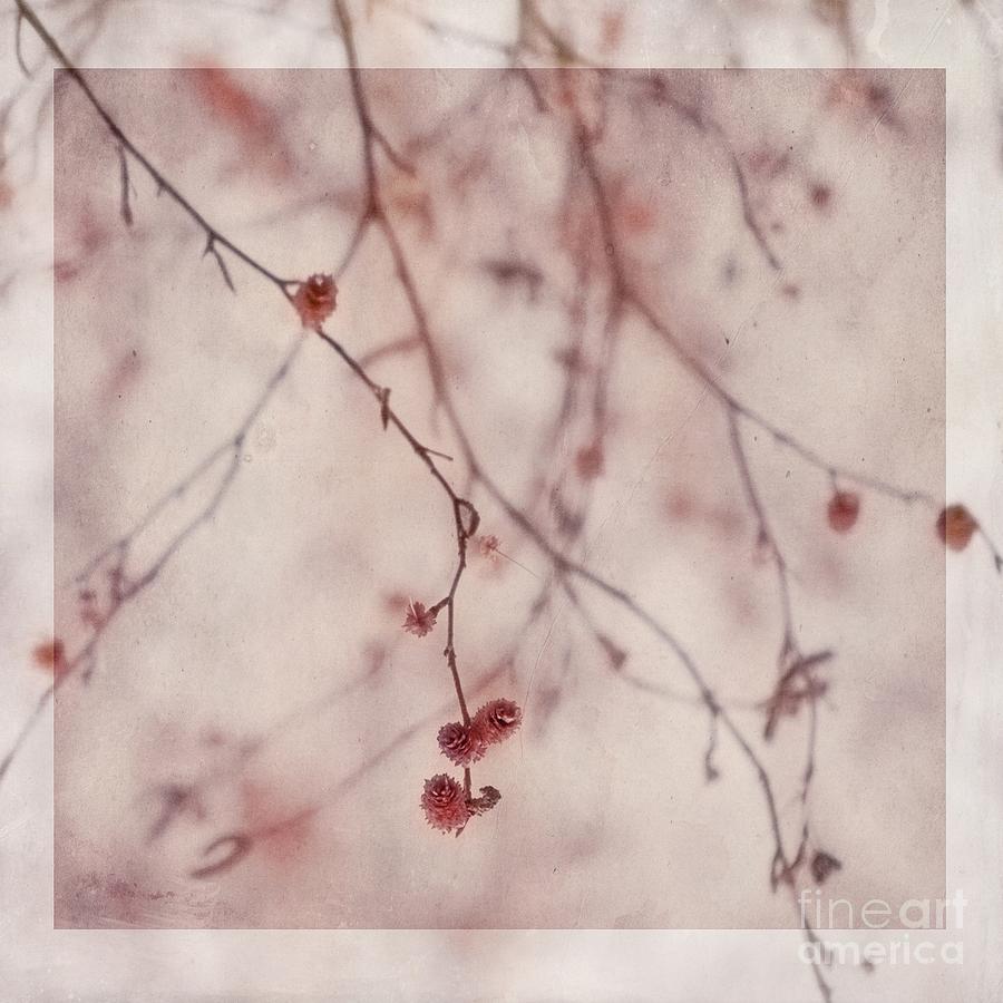 Tree Photograph - The Purr Of Autumn by Priska Wettstein