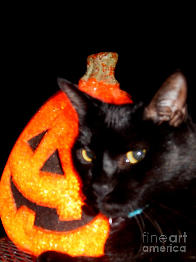 The Purrfect Halloween Pumpkin In New Orleans Louisiana Photograph by Michael Hoard