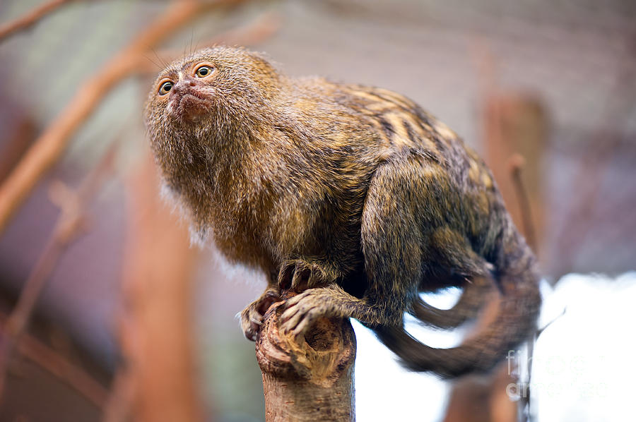 Little Monkey Pygmy Marmoset Photograph