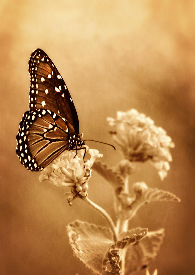 Butterfly Photograph - The Queen Butterfly  by Saija Lehtonen