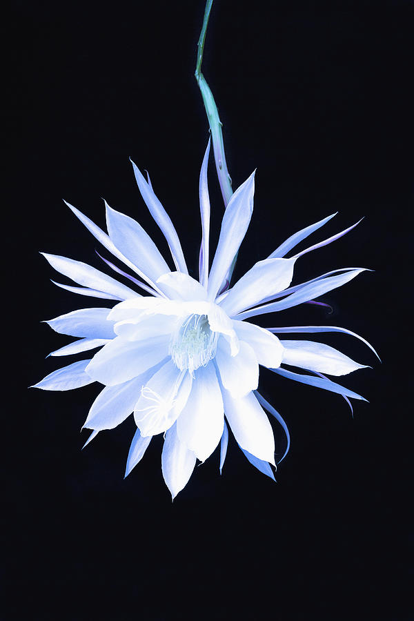 The Queen Of The Night Blooming Cereus Photograph by Kevin Smith