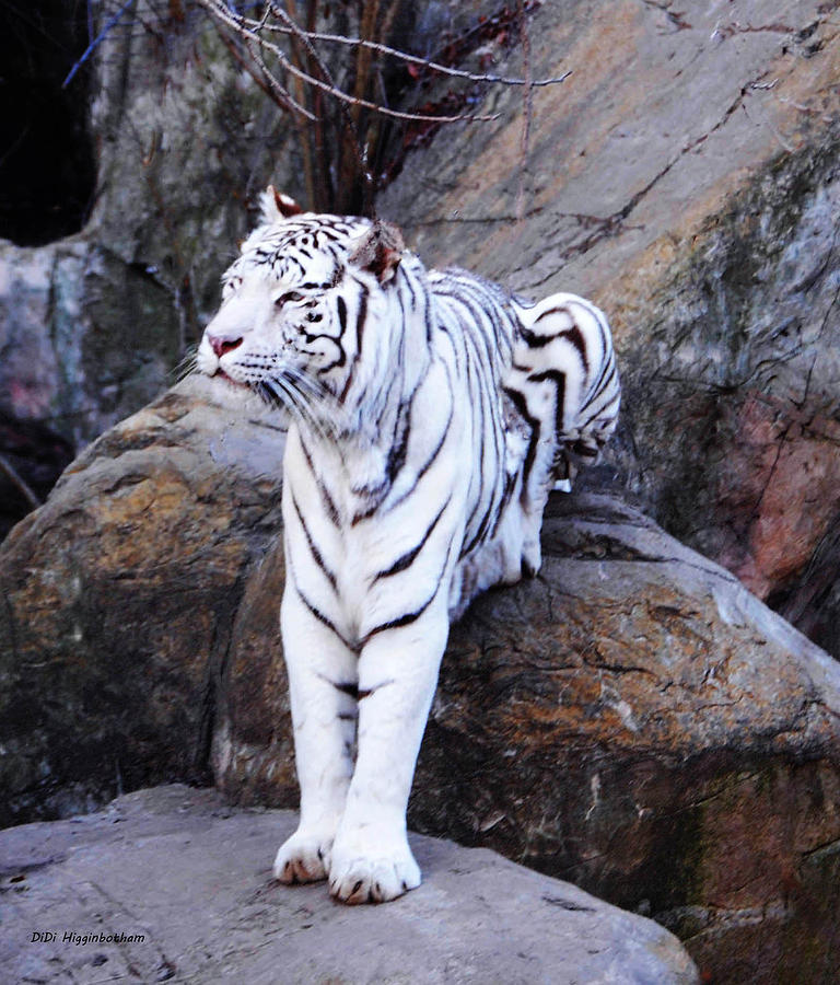 Tiger Photograph - The Queen On Her Throne by DiDi Higginbotham Tiger Photograph - The Queen On Her Throne by DiDi Higginbotham
