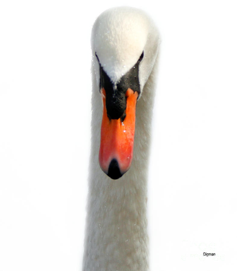 Swan Photograph - The Queen by Steven Digman Swan Photograph - The Queen by Steven Digman