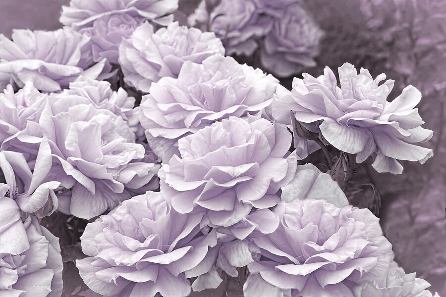The Queens Lavender Rose Garden Photograph by Jennie Marie Schell