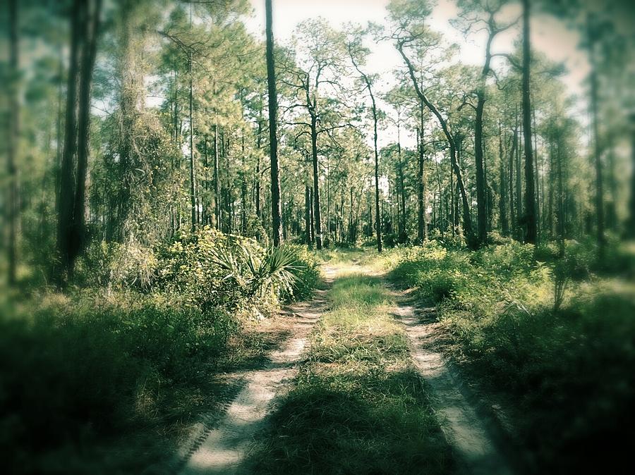 Nature Photograph - The quiet walk by Chasity Johnson