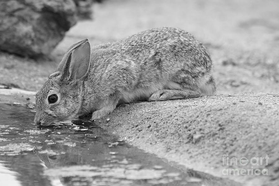 Nature Photograph - The rabbit and the water by Ruth Jolly