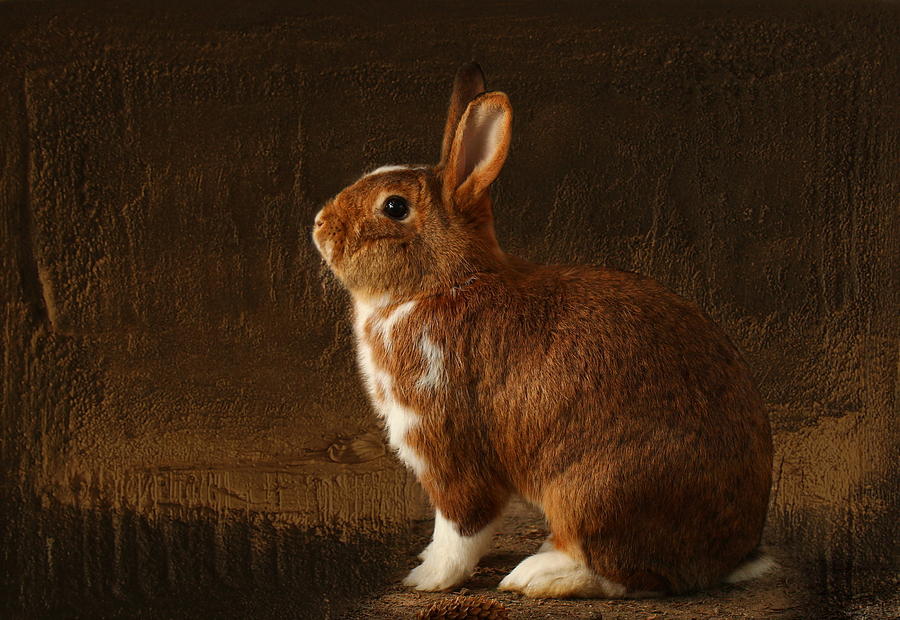 The rabbit Photograph by Heike Hultsch