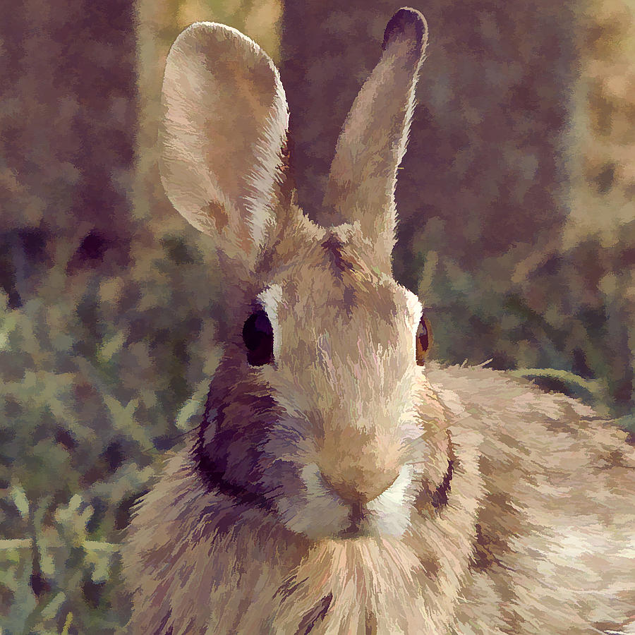 The Rabbit Photograph by John Freidenberg