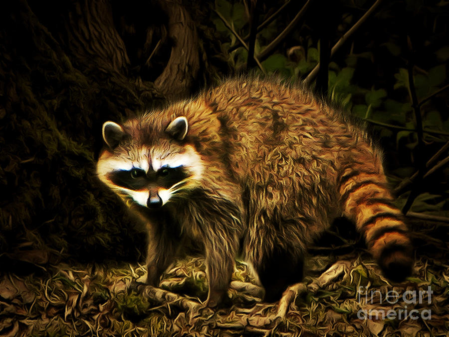 The Raccoon 20150211brun Photograph By Wingsdomain Art And Photography Fine Art America
