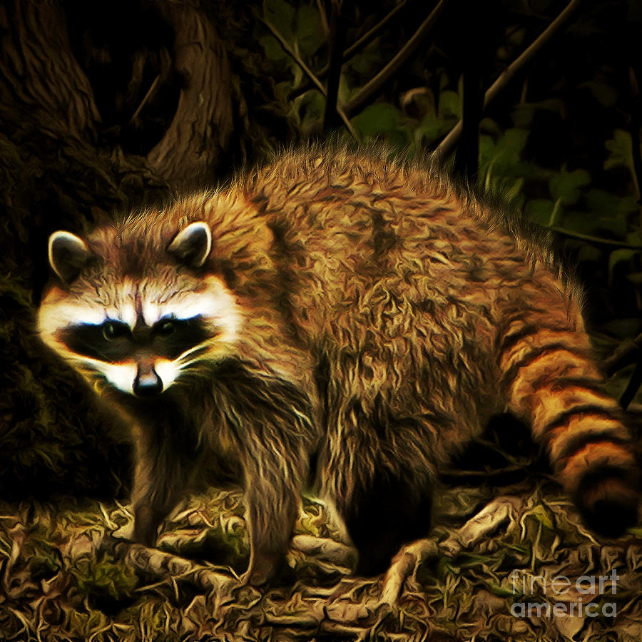 The Raccoon 20150215brun square Photograph by Wingsdomain Art and Photography