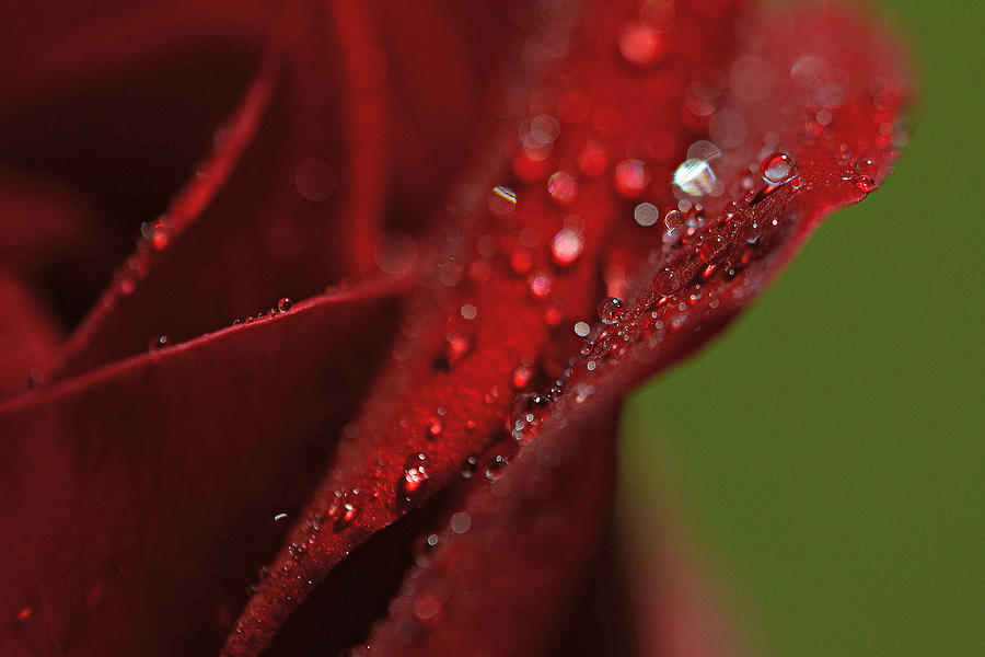 The Radiant Rose Photograph by Melanie Moraga