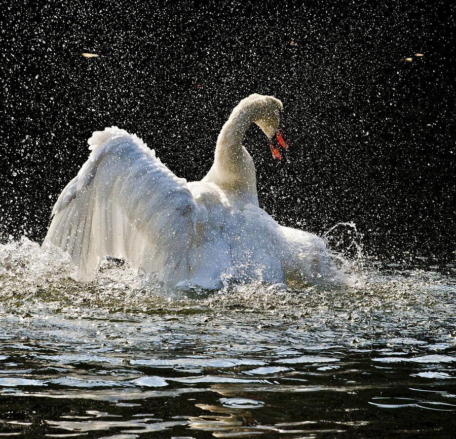 Swan Photograph - The Rain Dance by Terry Cosgrave