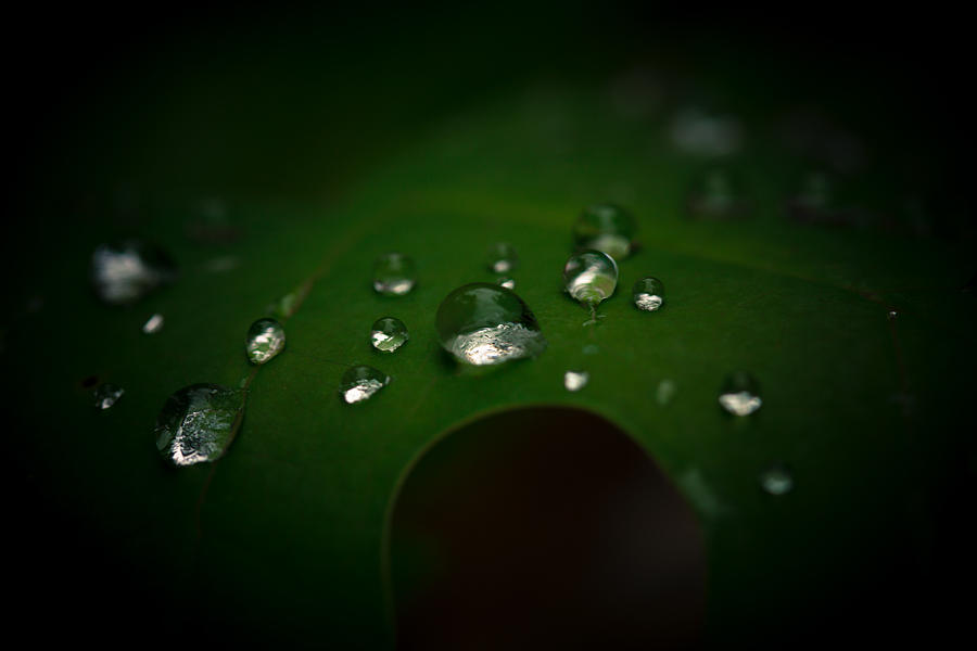 The Rain Fell Photograph by Shane Holsclaw