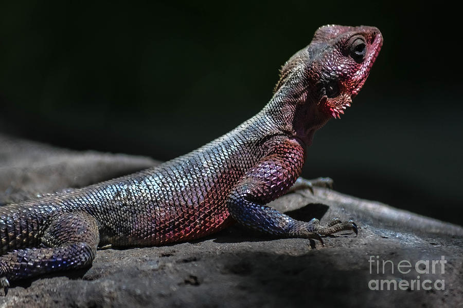 The Rainbow Agama Lizard Photograph by Gary Keesler