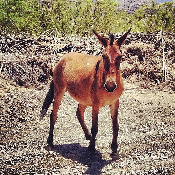 Boquillas Photograph - The Random Hobbled Mule #mule by Sarah Johanson