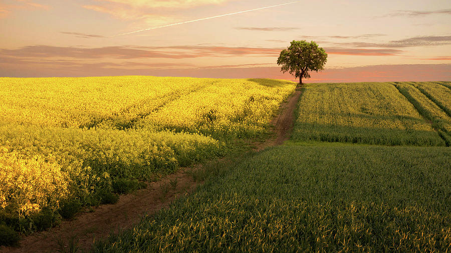 The Rapeseed Field Photograph by Nick Brundle Photography