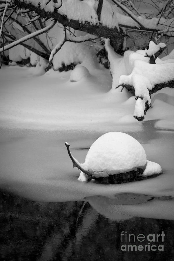 The Rare And Elusive Snow Turtle Photograph by Roger Bailey