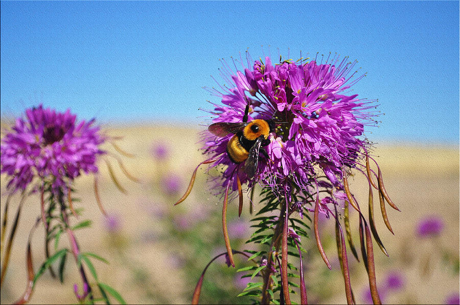 The Rare Bee 1 Photograph by Lisa Holland-Gillem