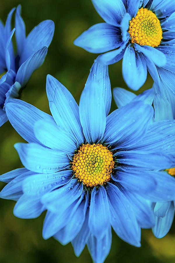 The Rare Blue Daisy Photograph by Ryan Manuel