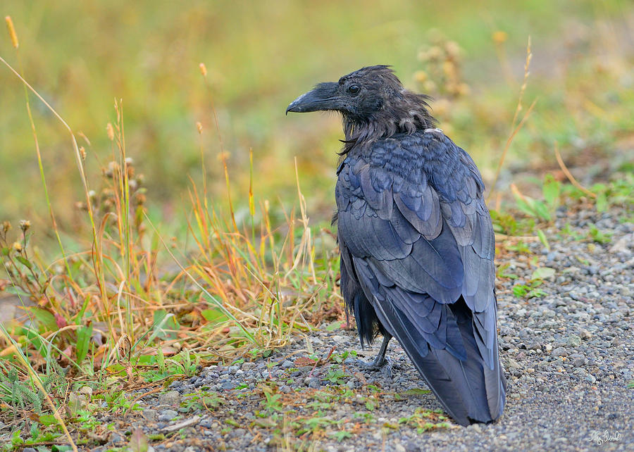 The Raven Photograph by Greg Norrell