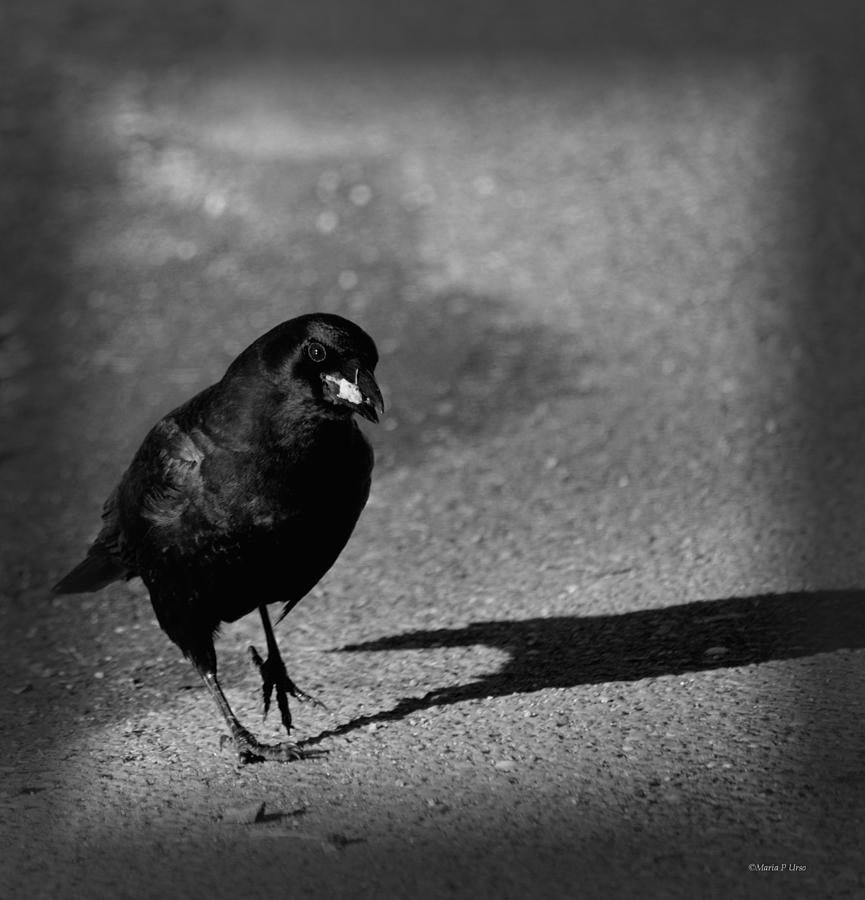 Raven Photograph - The Raven II by Maria Urso