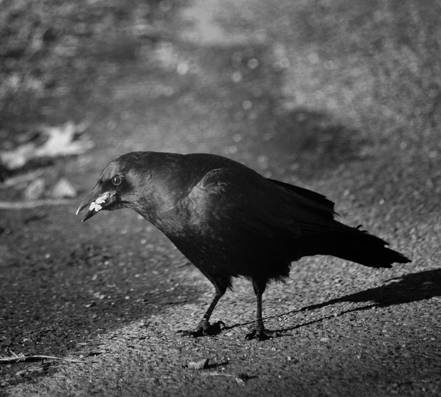 The Raven III Photograph by Maria Urso