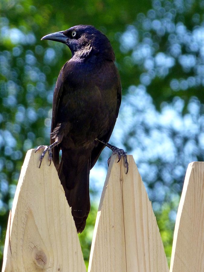 The Raven Photograph by Jennifer Wheatley Wolf