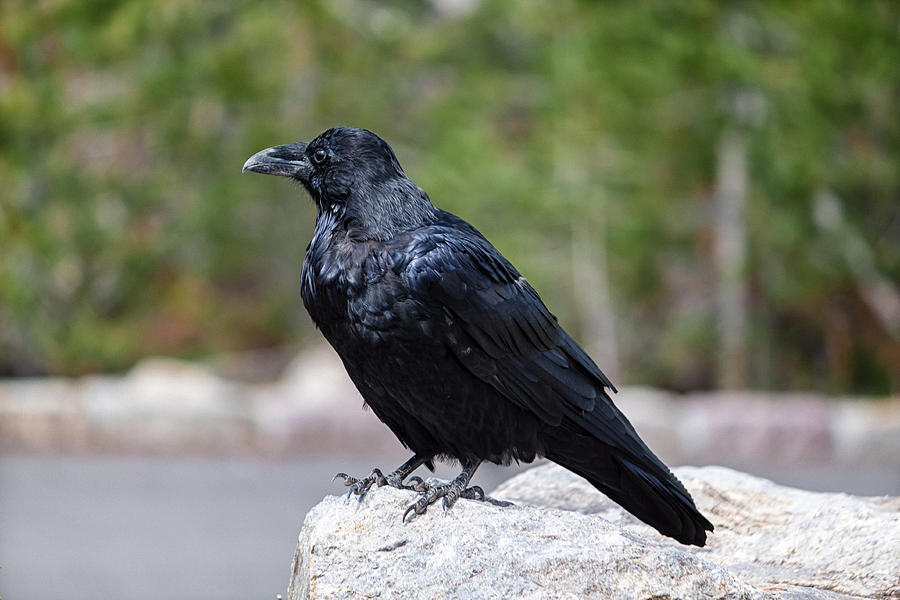 The Raven Photograph by Lars Lentz