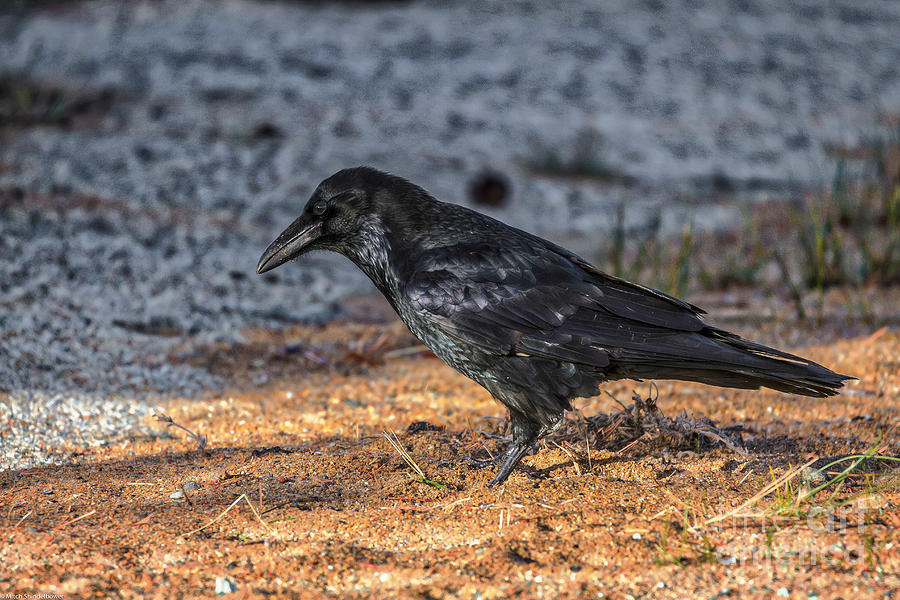 The Raven  Photograph by Mitch Shindelbower