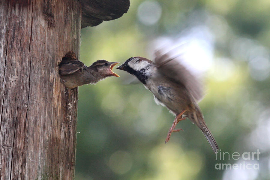 Sparrow Photograph - The Reach by Jayne Carney