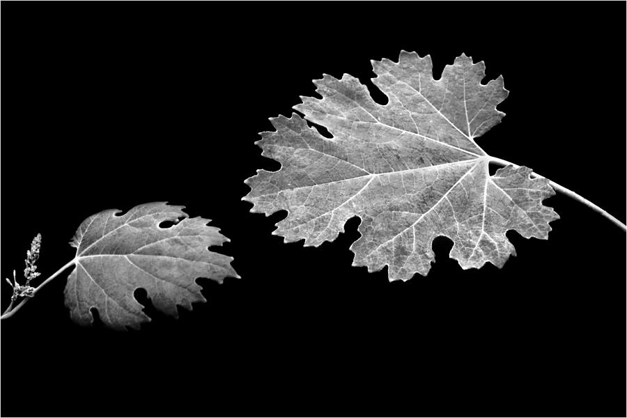 Black And White Photograph - The Reach - Grape Leaf Anemone - Leaves - Black Background by Nikolyn McDonald
