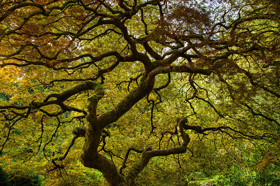 The reaches of a maple tree Photograph by Kunal Mehra