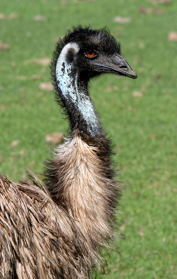Ostrich Photograph - The Real BIG BIRD by Linda Phelps