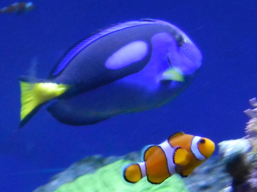 The Real Dorrie and Nemo Photograph by Johnny Newell - Fine Art America