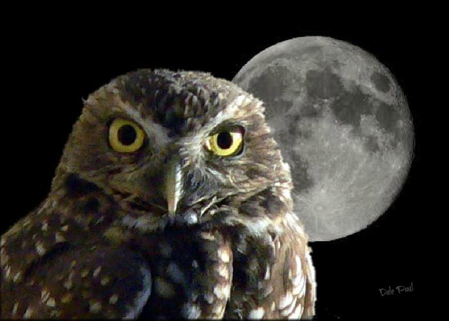 the night owl