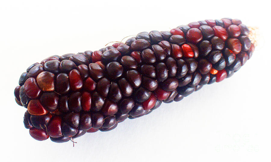 The Real Red Corn Photograph