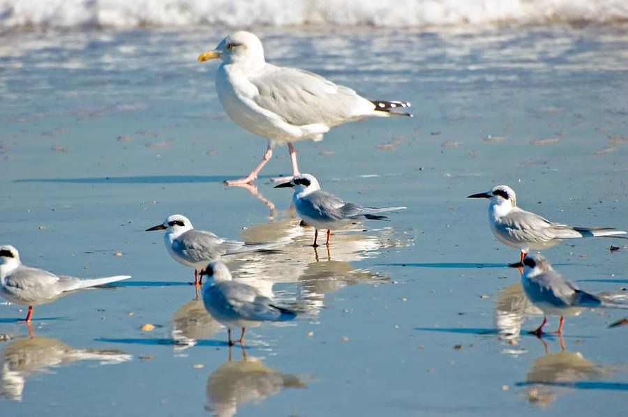 Nature Photograph - The Real Snowbirds by Richard Leighton