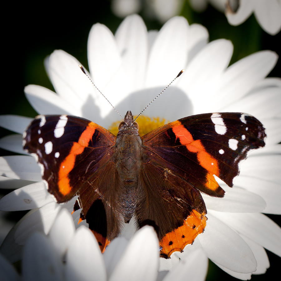 The Red Admiral Butterfly Photograph by David Patterson