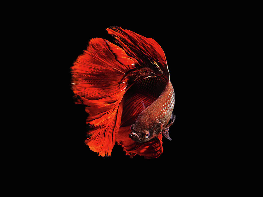 Animal Photograph - The Red by Andi Halil