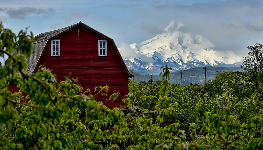The Red Barn and Mt. Hood Photograph by Don Schwartz