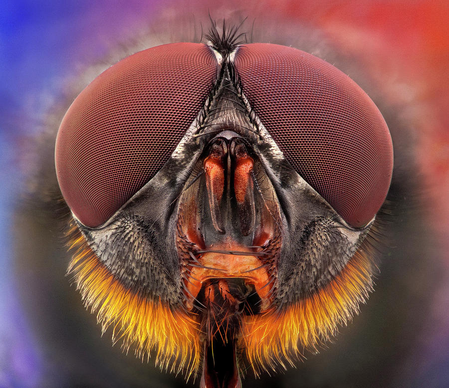 The Red Beard - Fly Portrait Photograph by I Love Nature