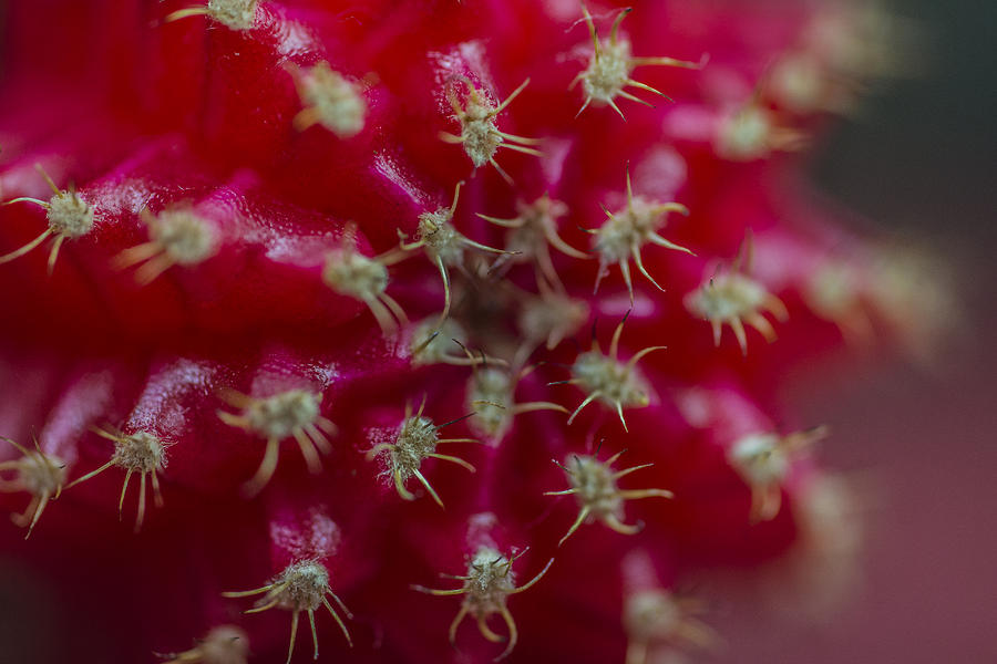 The Red Cactus Cacti Macro Photograph by David Haskett II