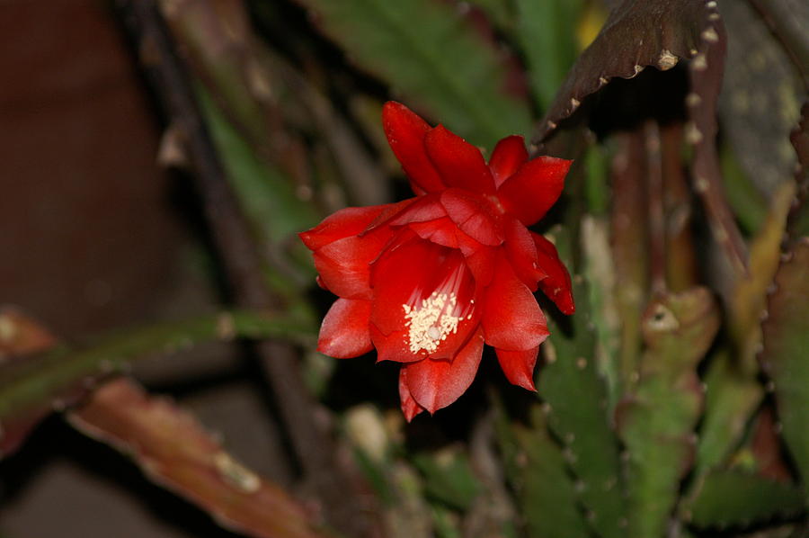 Flower Photograph - The Red Cactus Flower by Thomas D McManus