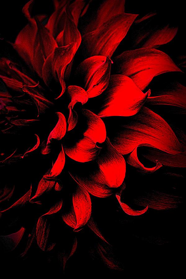 The Red Dahlia Photograph by Nadalyn Larsen