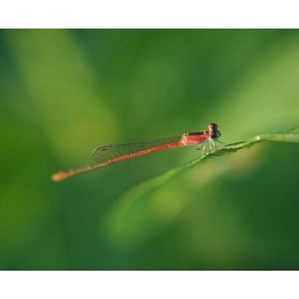 Dragonfly Photograph - The Red Dragon by Bimo Pradityo