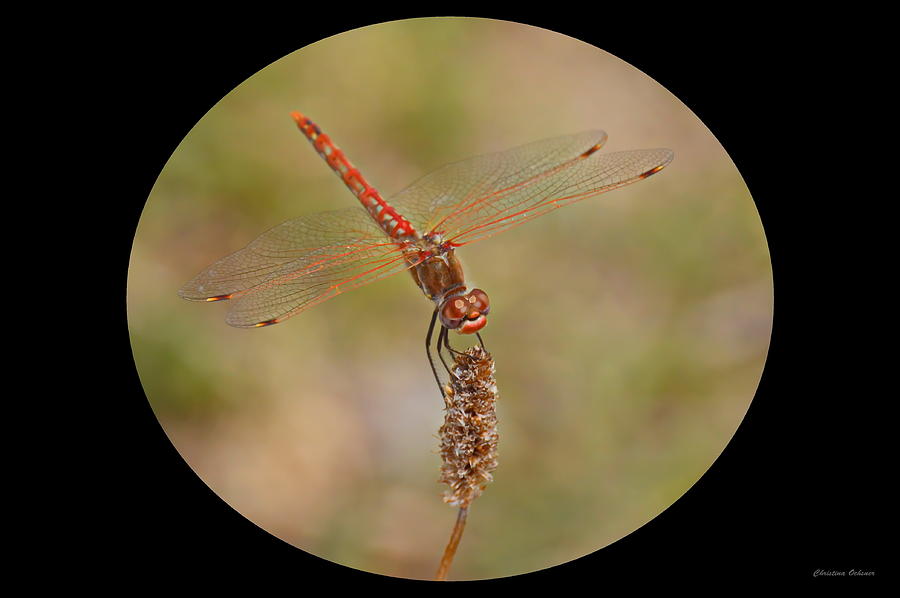 The Red Dragonfly Photograph by Christina Ochsner