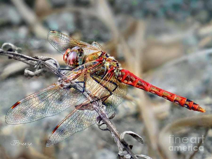 The Red Dragonfly Photograph by Jennie Breeze