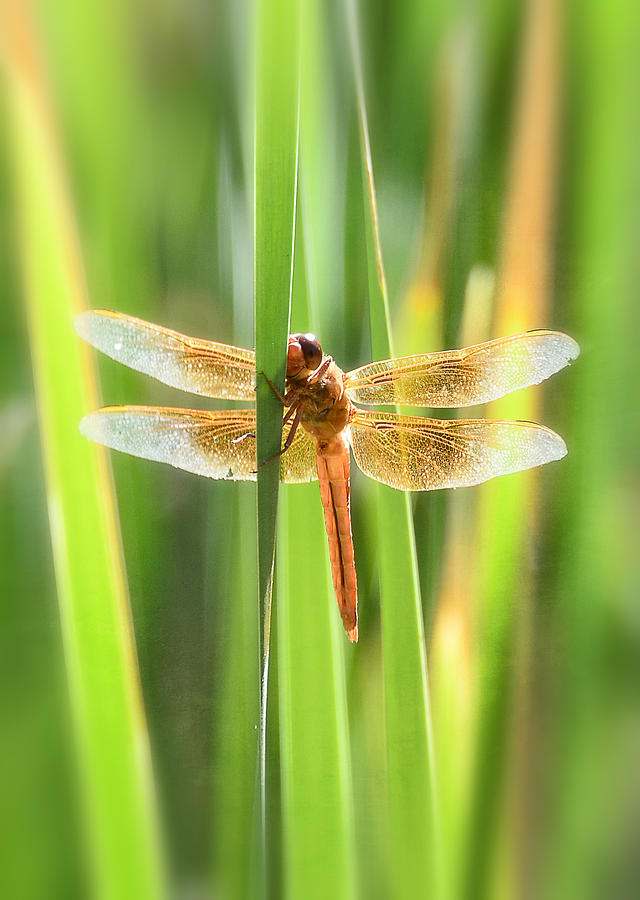 The Red Dragonfly  Photograph by Saija Lehtonen