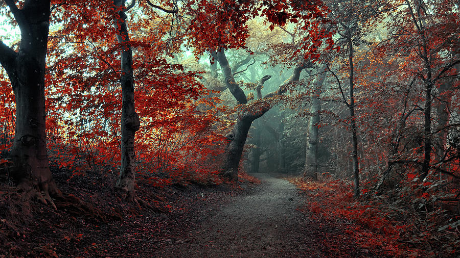 Tree Photograph - The Red Forest by Leif L??ndal